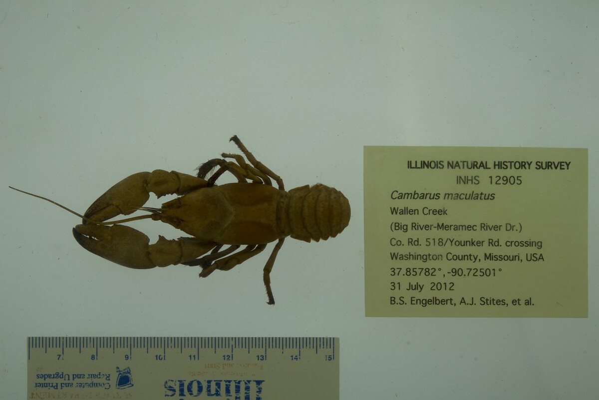 Cambarus image